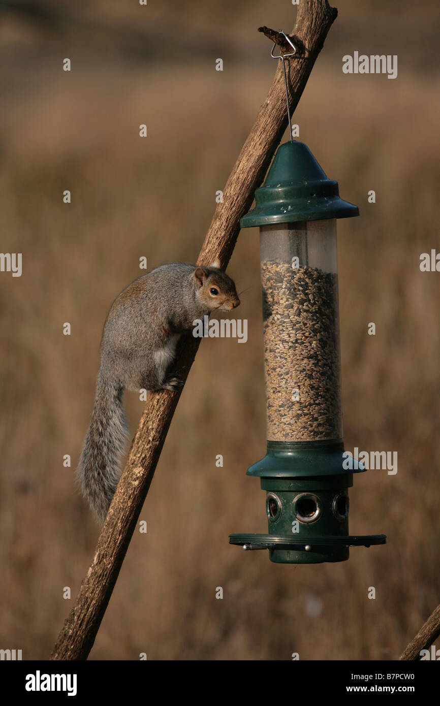 Graue Eichhörnchen auf ein Futterhäuschen für Vögel Stockfoto