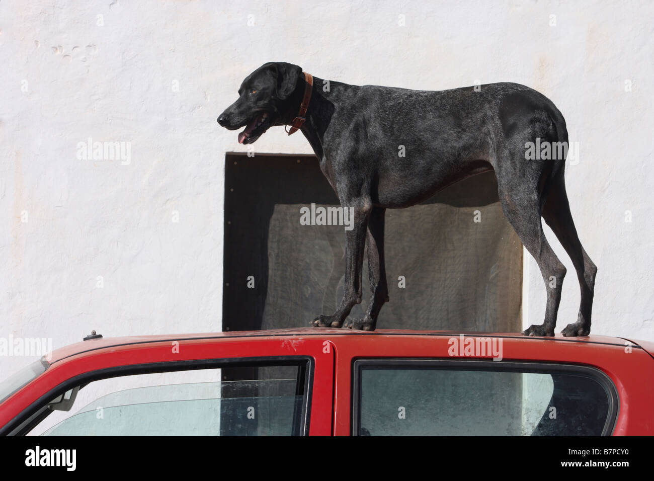 Schwarzer Hund auf Dach Auto in Spanien Stockfoto
