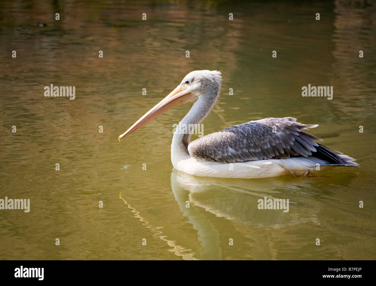 Pelikan auf dem grünlichen Wasser schwimmt Stockfoto