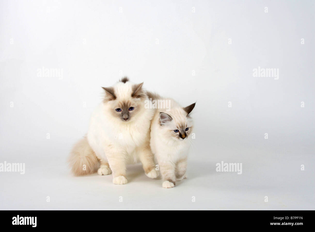 Heiligen Katzen Birma Kater Lilac point 7 Monat und Kätzchen Seal Tabby Point 13 Wochen Birman Stockfoto