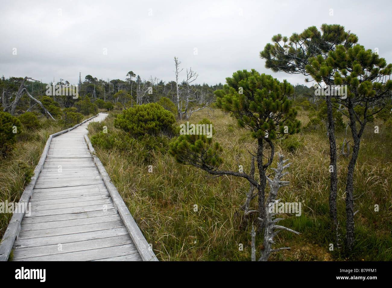 BRITISH COLUMBIA - Promenade Weg schlängelt sich durch das Moor im Pacific Rim National Park Reserve auf Vancouver Island. Stockfoto