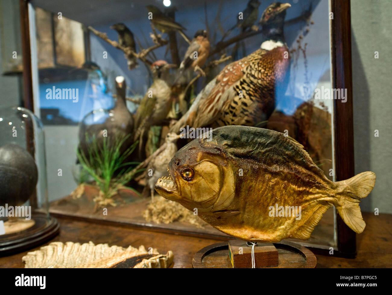 Fische und Vögel unter der Menagerie der Tiere aus der viktorianischen und edwardianischen Ära bei Bonhams Gentleman Bibliothek Verkauf London Stockfoto