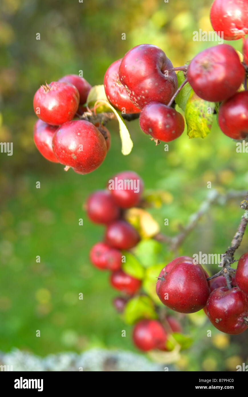 Apfel Baum schwer mit Früchten Stockfoto