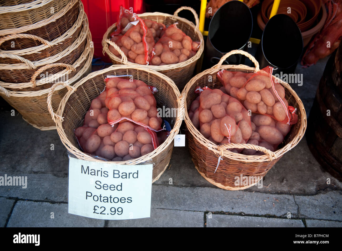 Körbe mit MARIS BARD Saatgut Kartoffeln zum Verkauf Stockfoto