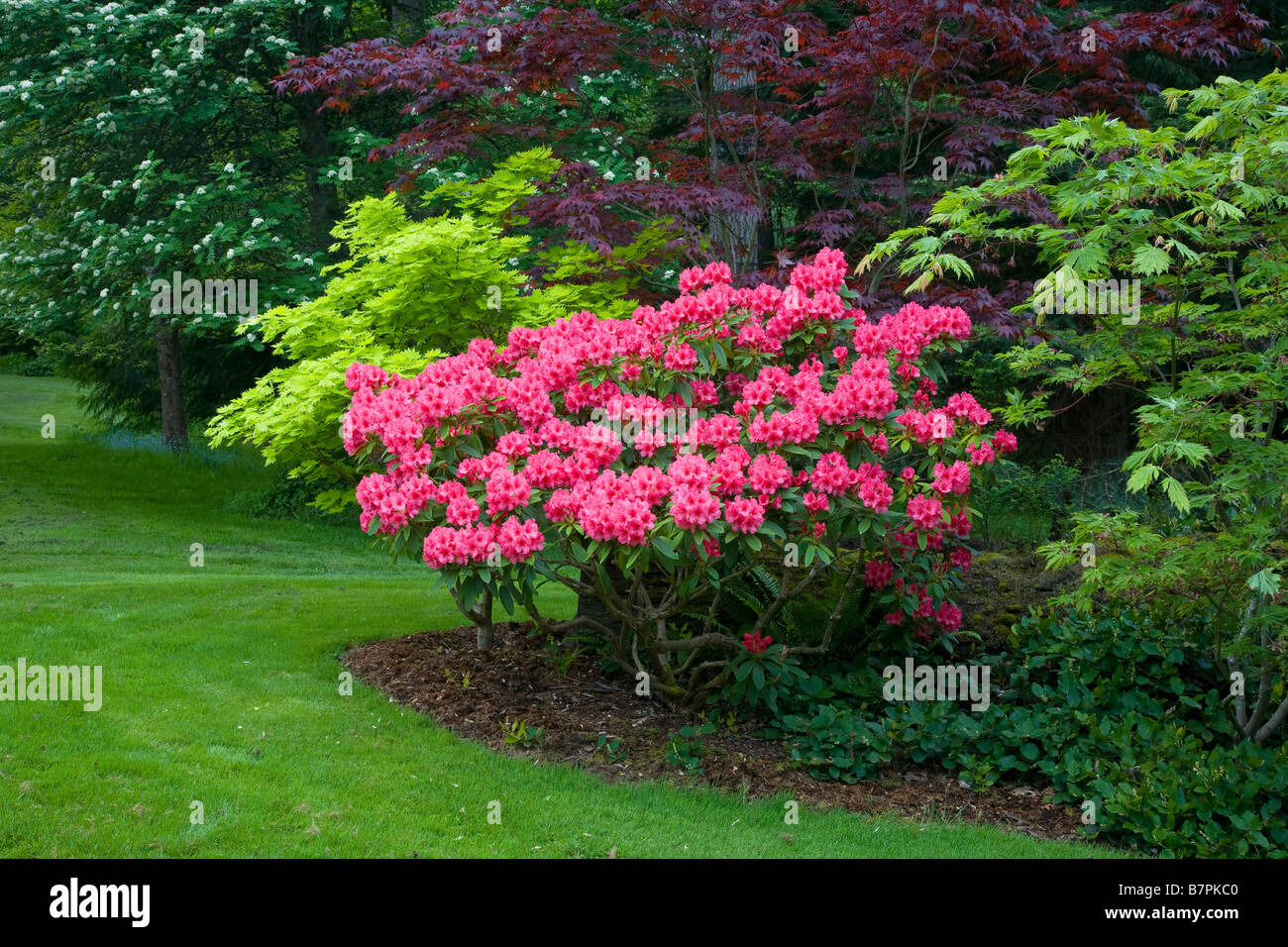 Vashon Island WA: Pacific Northwest Garten am Waldrand mit rosa Rhododendron Cary-Ann und Ahorn Bloodgood, goldenen Vollmond Stockfoto