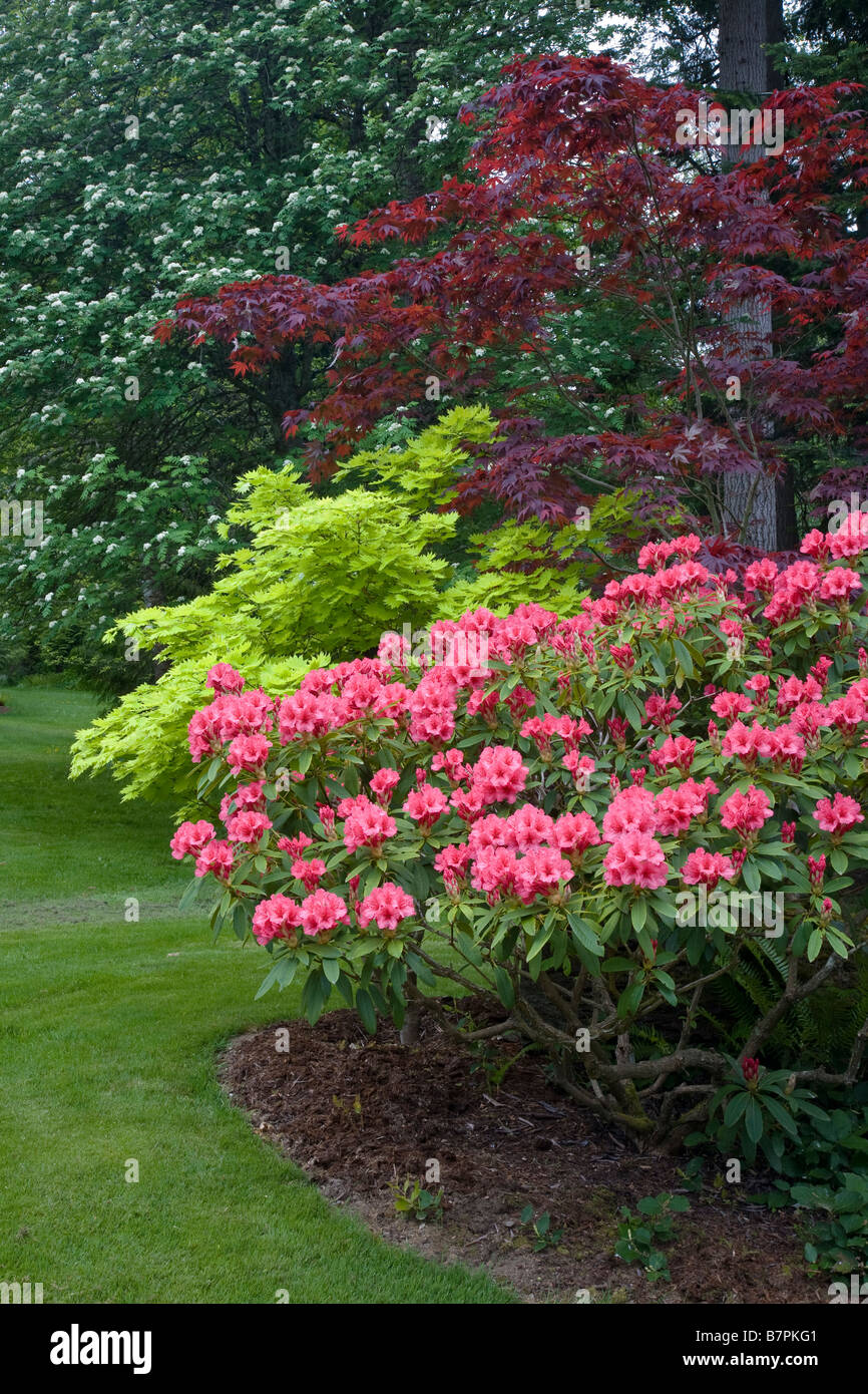 Vashon Island WA: Pacific Northwest Garten am Waldrand mit rosa Rhododendron Cary-Ann und Ahorn Bloodgood, goldenen Vollmond Stockfoto