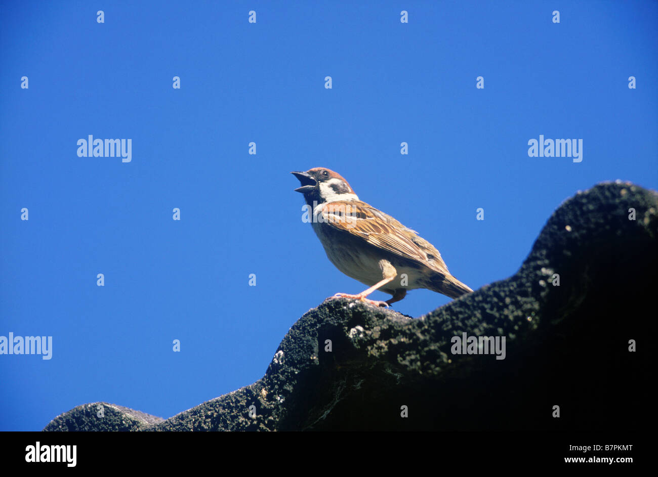 Baum-Spatz (Passer Montanus) Stockfoto
