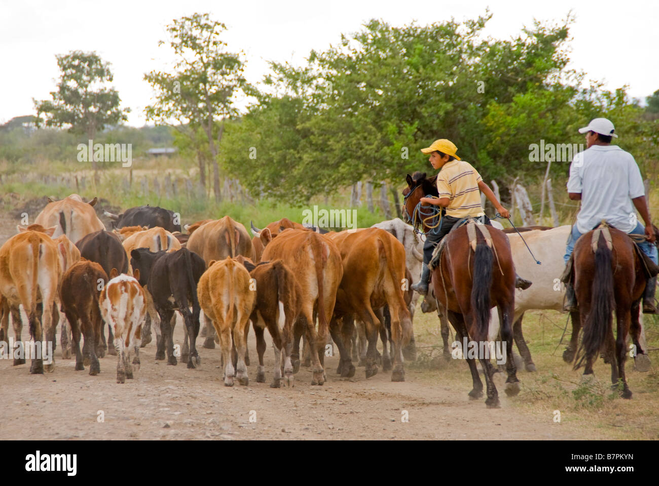 Bewachung der Rinderherden, ländlichen Rivas Abteilung westlich von Nicaragua-See Stockfoto