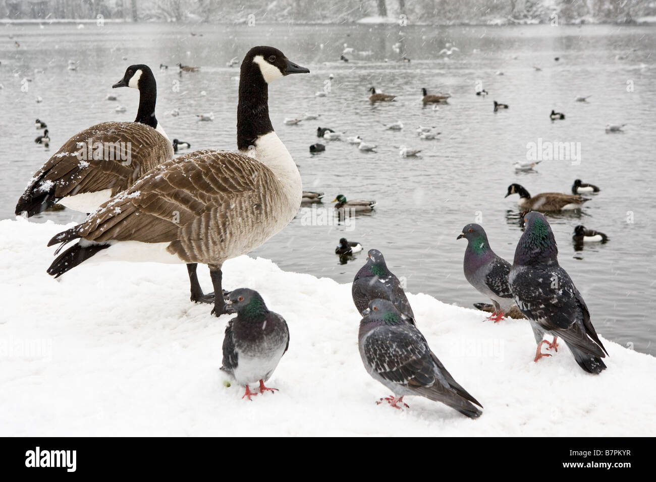 Tauben, Gänse und andere Vögel am Rande eines Teiches nach starkem Schneefall Stockfoto