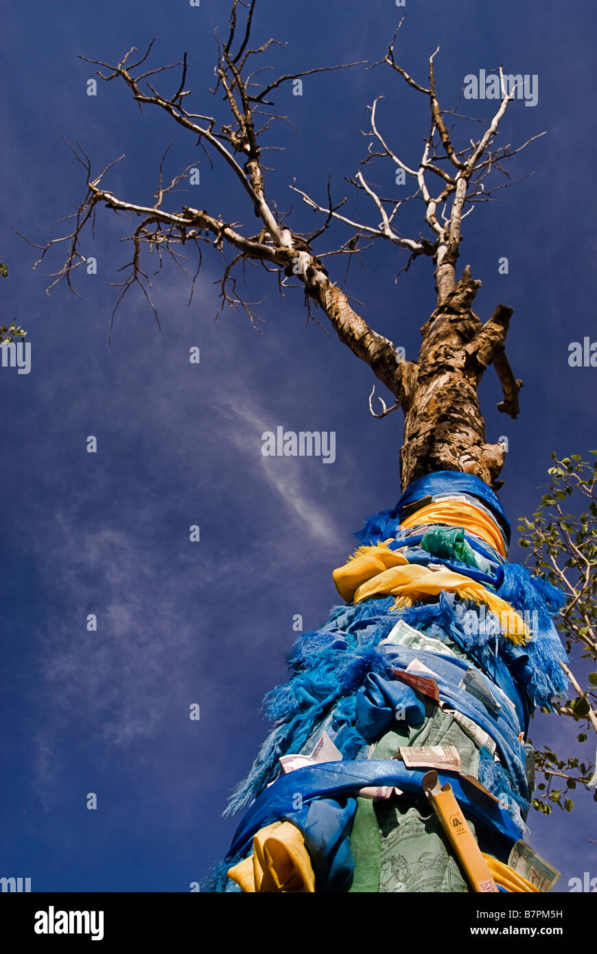 Baum mit Budhist Schals und Geld, Wüste Gobi, Mongolei. Stockfoto