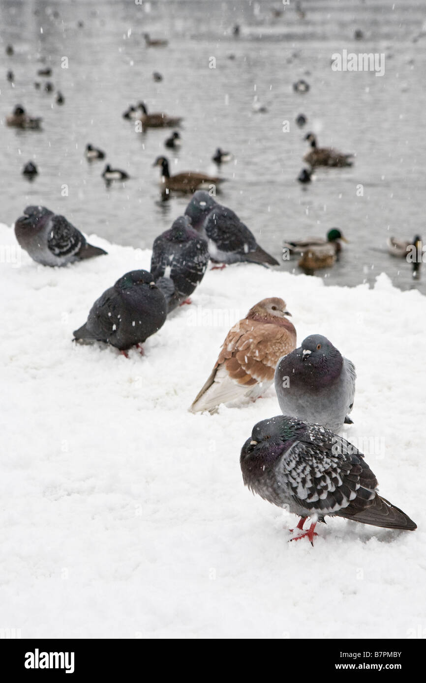 Tauben und andere Vögel am Rande eines Teiches nach starkem Schneefall Stockfoto