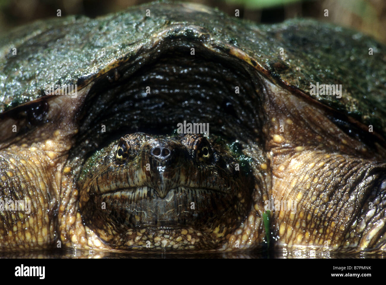 Schnappschildkröte (Chelydra Serpentina) Stockfoto