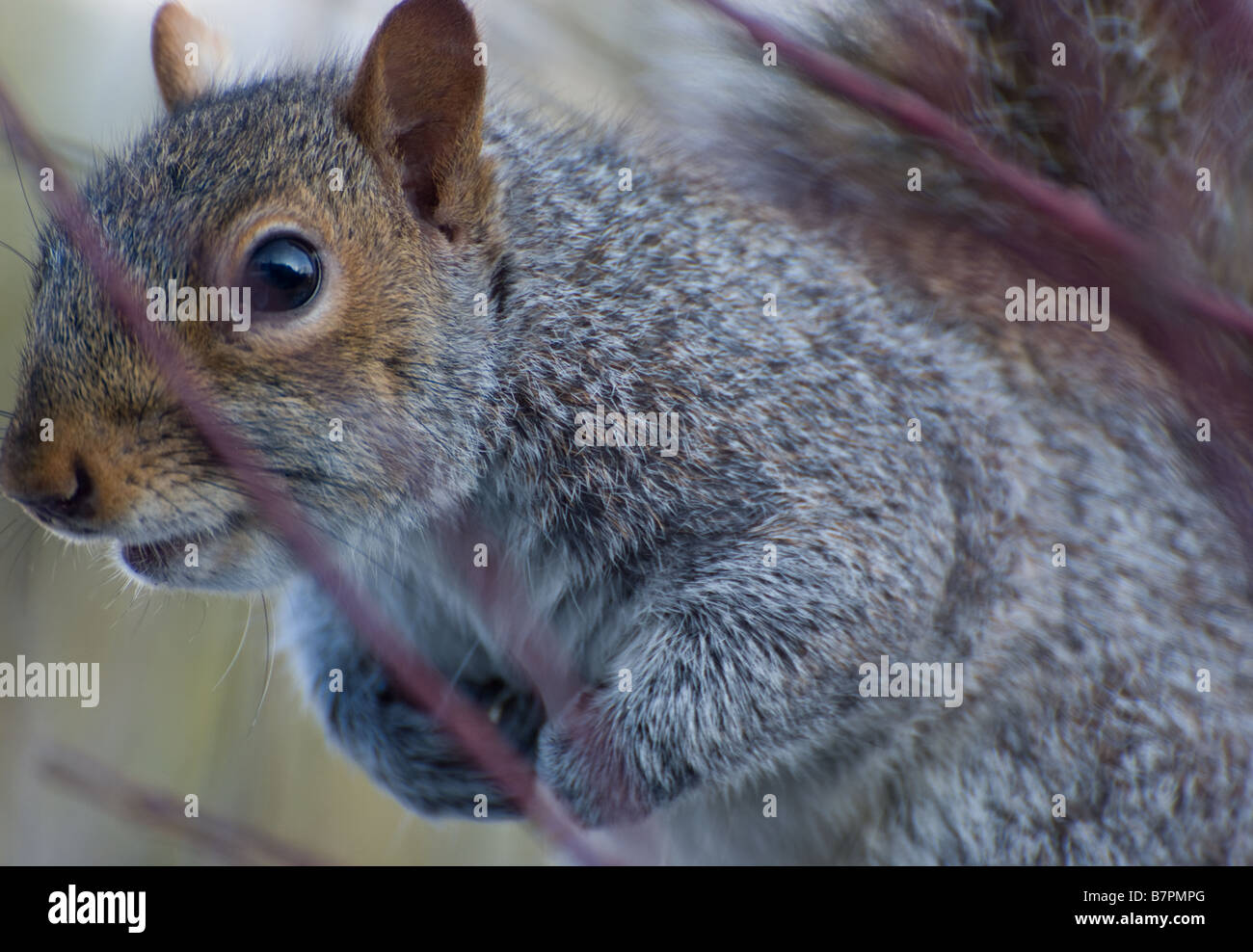 ein graues Eichhörnchen Stockfoto