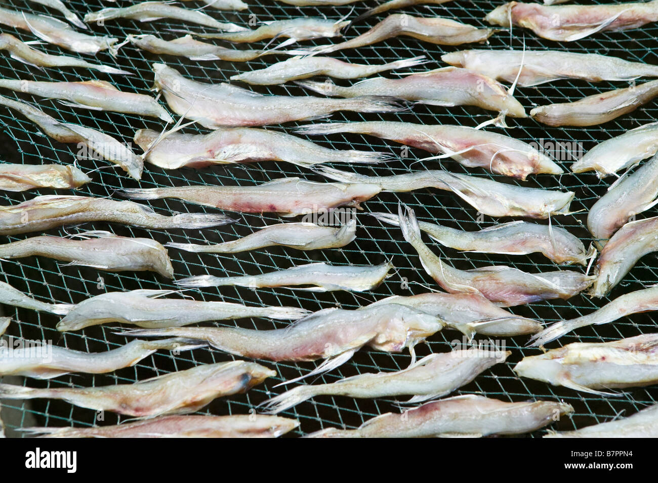 Fische trocknen in der Sonne auf Drahtgeflecht in einem malaysischen Fischerdorf Stockfoto