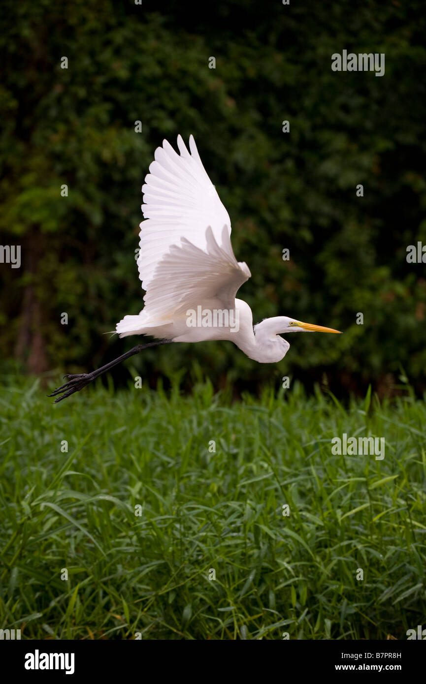 Mittelamerika, Costa Rica. Ein White Crane fliegt niedrig. Stockfoto