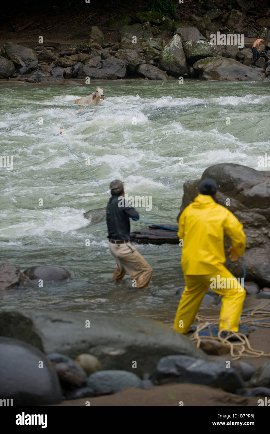 Mittelamerika, Costa Rica. Männer, die eine Kuh über den Pacuare Fluss zieht. Stockfoto