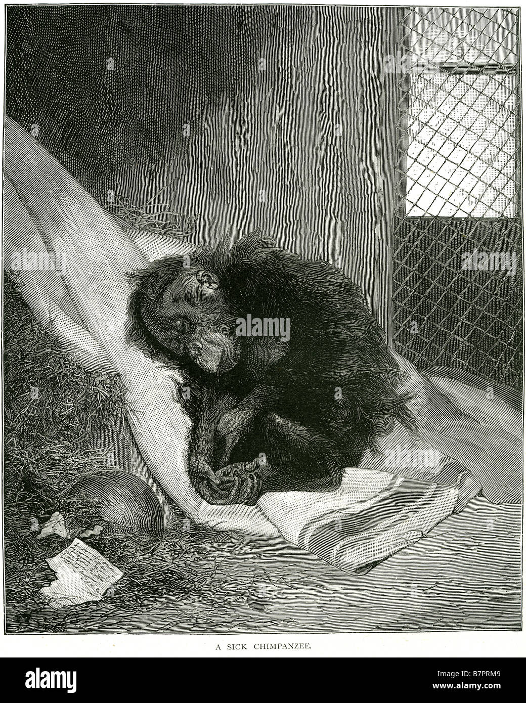 Kranker Schimpansen im Alter Streichelzoo Tiere Primas Affe Wildlife Natur wild Käfig krank Stockfoto