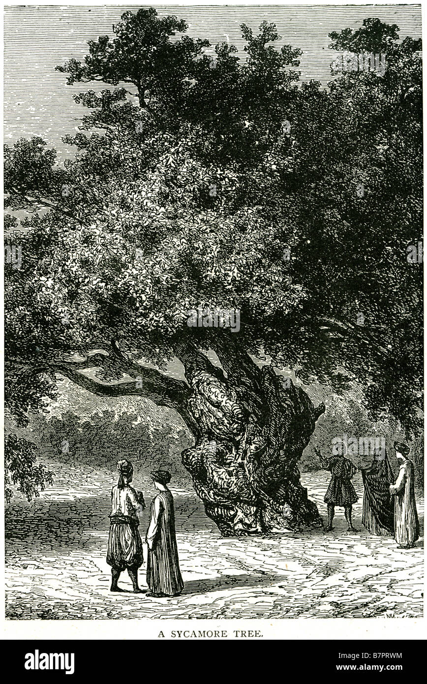 Acer Pseudoplatanus Sycamore oder Bergahorn, zur Unterscheidung von anderen Pflanzen Sykomore genannt ist eine Art von Ahorn nativ Stockfoto
