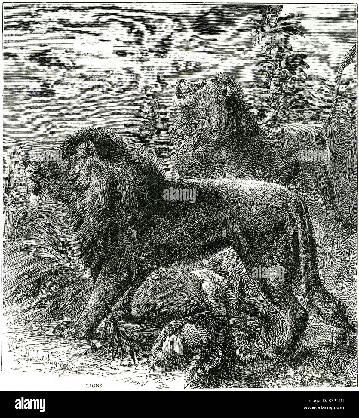 Löwen Panthera Leo Felidae Panthera männlichen Raubtier Tiere Afrika Löwe Ebenen Wildlife Natur wild Outdoor Stockfoto