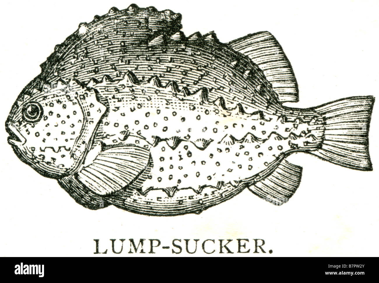 Lump Sucker Lumpsuckers oder Seehase sind meist kleine Scorpaeniform marine Fisch aus der Familie Cyclopteridae. Man findet sie in th Stockfoto