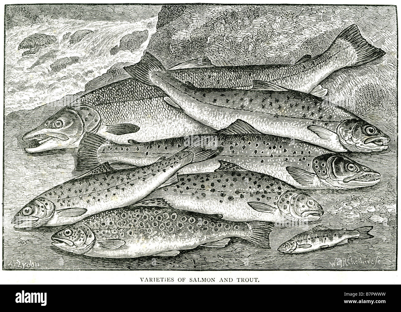 Sorten von Lachs und Forelle Lachs ist der allgemeine Name für mehrere Arten von Fisch aus der Familie Salmonidae. Der Fisch ist rosa ein Stockfoto