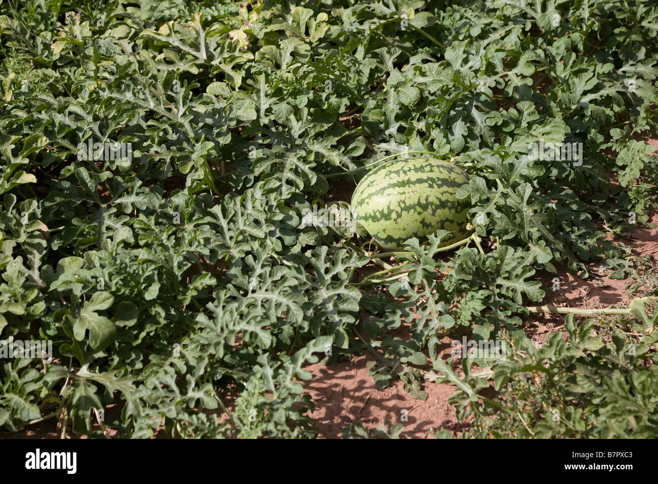 Grüne Wassermelone und eine Gruppe von Blättern Stockfoto