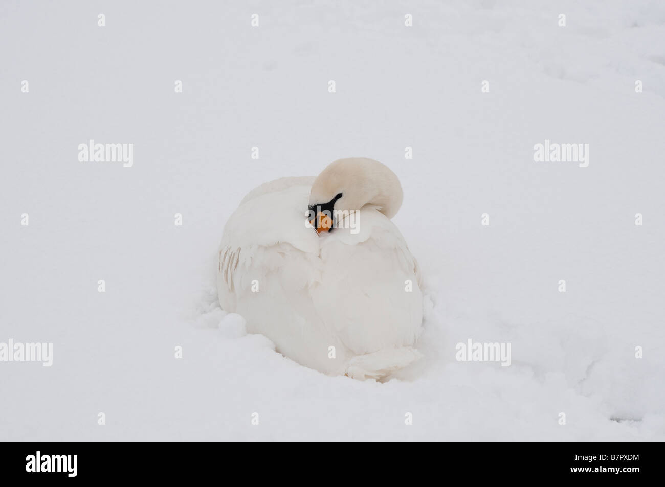 Schwan im Schnee Home Park Surrey UK Stockfoto