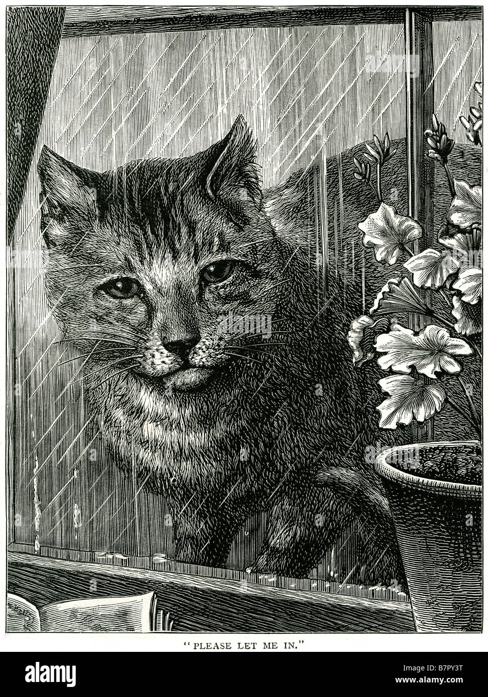 Katze Regen Regen Fenster Fensterbank Katerchen Moppel bitte in nasse Katze draußen Winter Wetter Frühling Herbst verzweifelt Haustier gesperrt Stockfoto