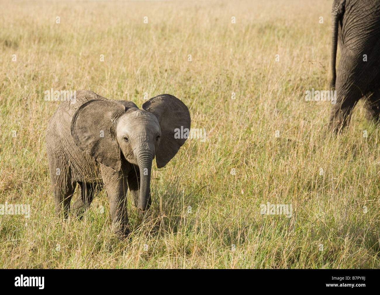 Ein Baby Elefant nach seiner Mutter über die Ebenen der Masai Mara in Kenia Stockfoto