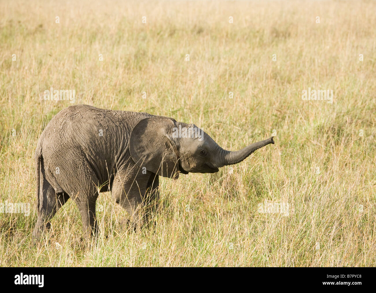 Ein Elefantenbaby zu Fuß über die Ebenen der Masai Mara Stockfoto