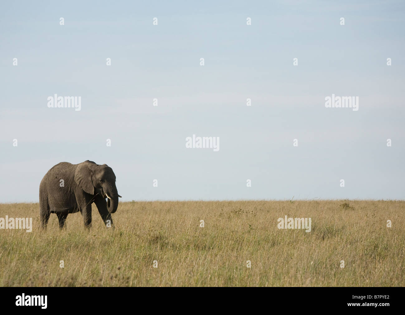 Ein Elefant zu Fuß über die Ebenen der Masai Mara Stockfoto
