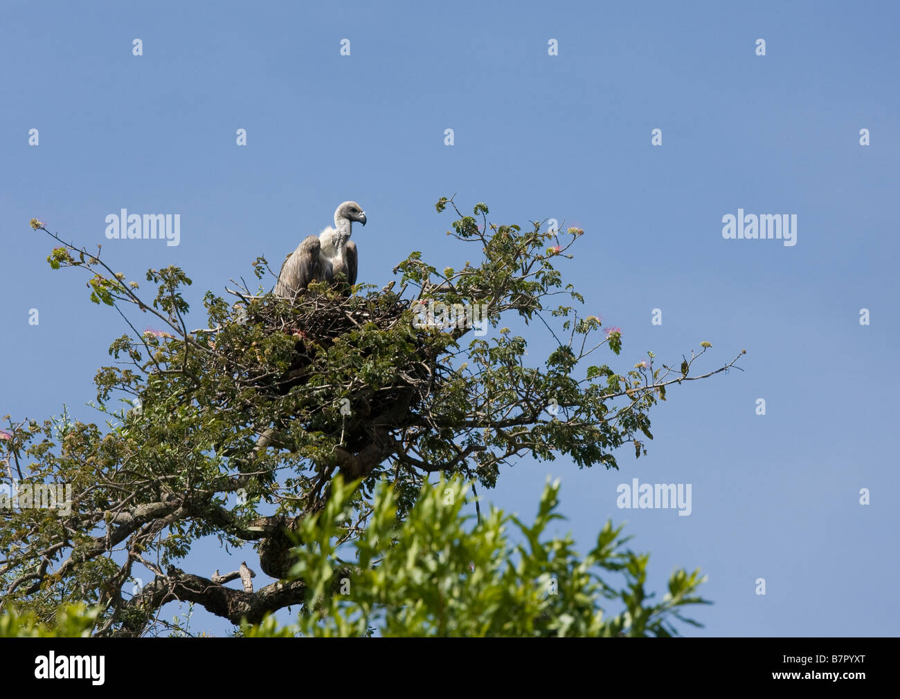 Afrikanische White Backed Vulture auf ein Nest auf einem Baum in der Masai Mara in Kenia Stockfoto