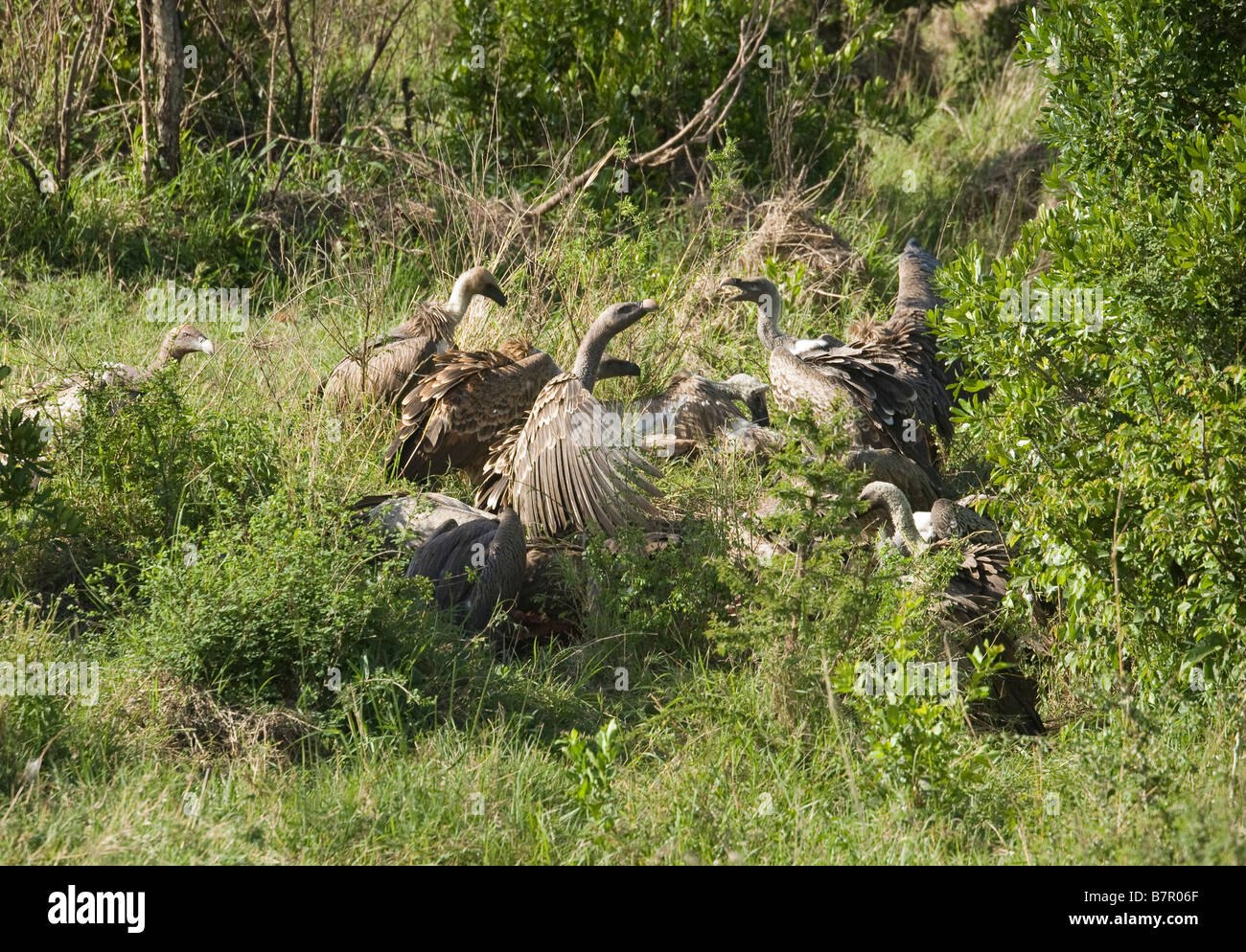 Geier auf Beute in der Masai Mara in Kenia Stockfoto