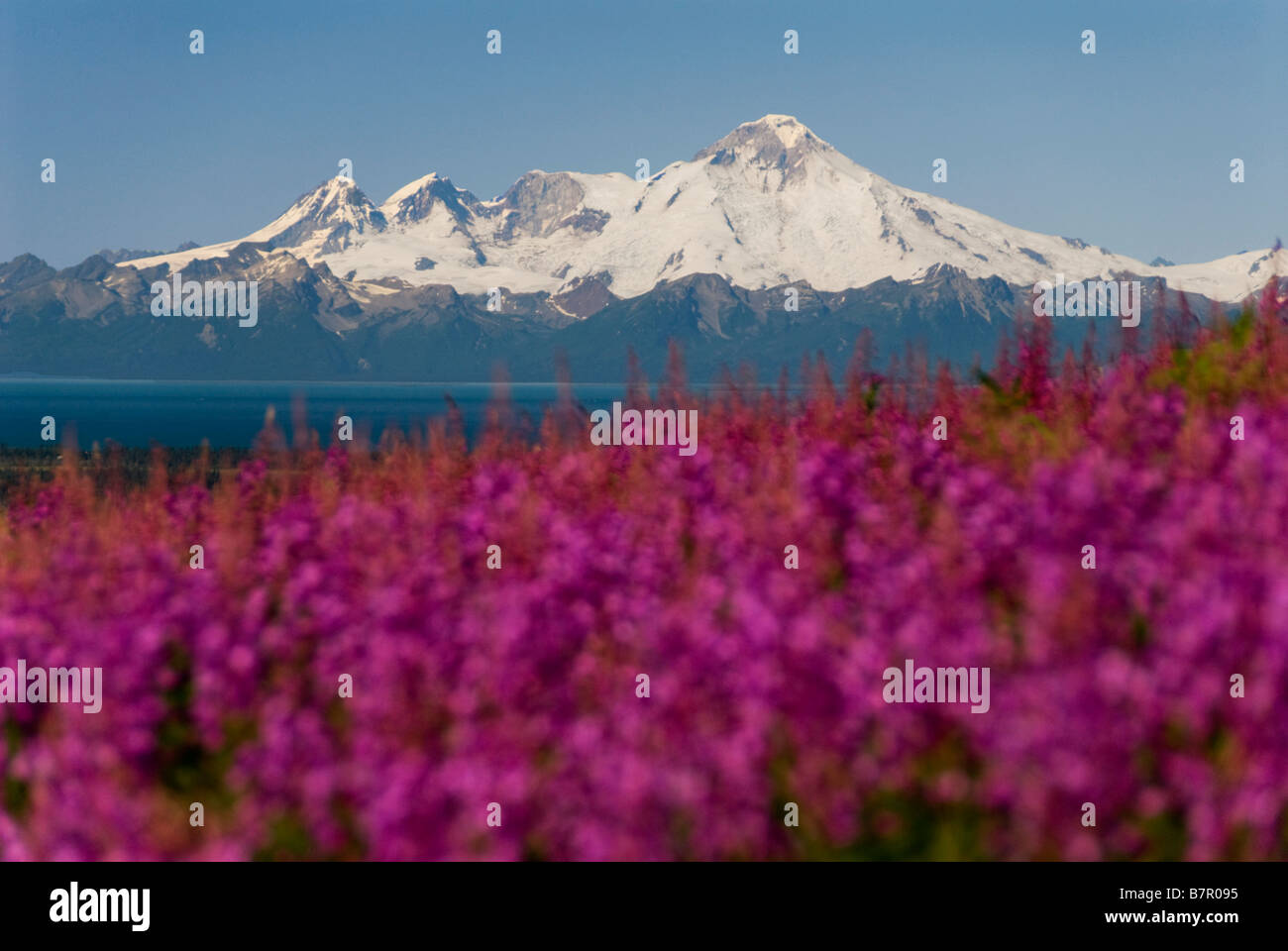 Malerische Aussicht auf Redoubt Vulkan mit Weidenröschen im Vordergrund, Cook Inlet in der Nähe von Yokohama in Yunan Alaska Stockfoto