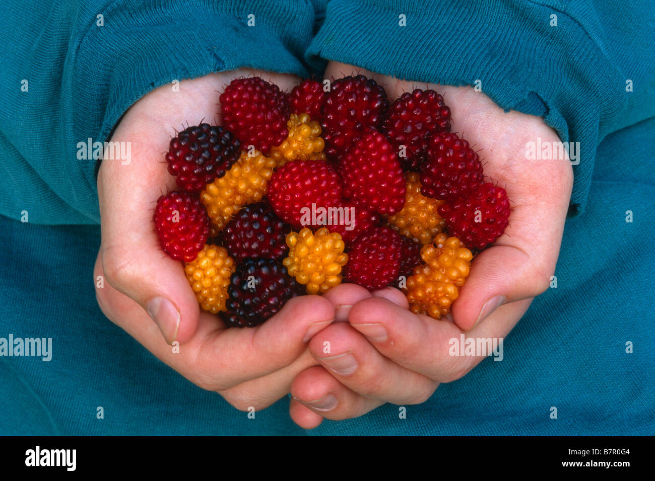 Nahaufnahme von Frau Handvoll Lachs Beeren Juneau Alaska Southeast Sommer hält. Stockfoto