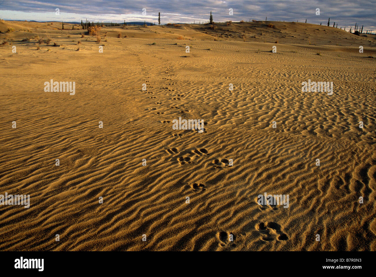 Caribou Spuren im großen Kobuk Sand Dunes Kobuk Valley National Park Arktis Alaska Herbst Stockfoto