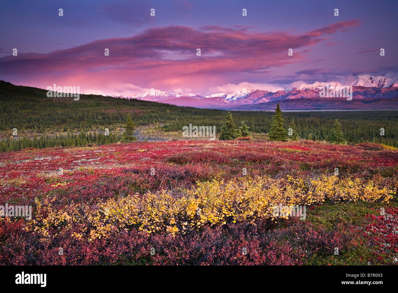 Malerische Aussicht auf alpine Tundra mit Alaska Range im Hintergrund mit Alpenglühen bei Sonnenuntergang im Denali-Nationalpark, Alaska Stockfoto