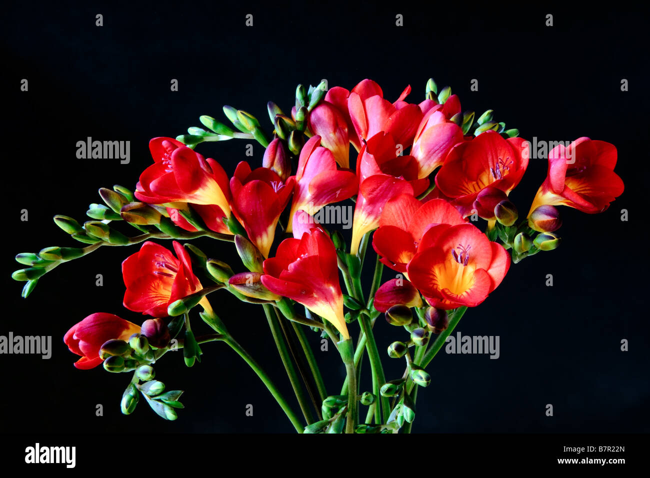 Nahaufnahme von roten und gelben Freesien (Iridaceae) Stockfoto