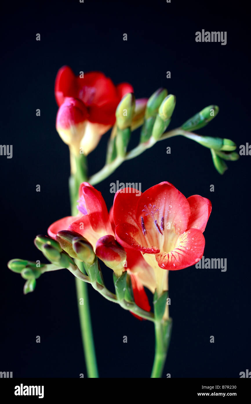 Nahaufnahme von roten und gelben Freesien (Iridaceae) Stockfoto