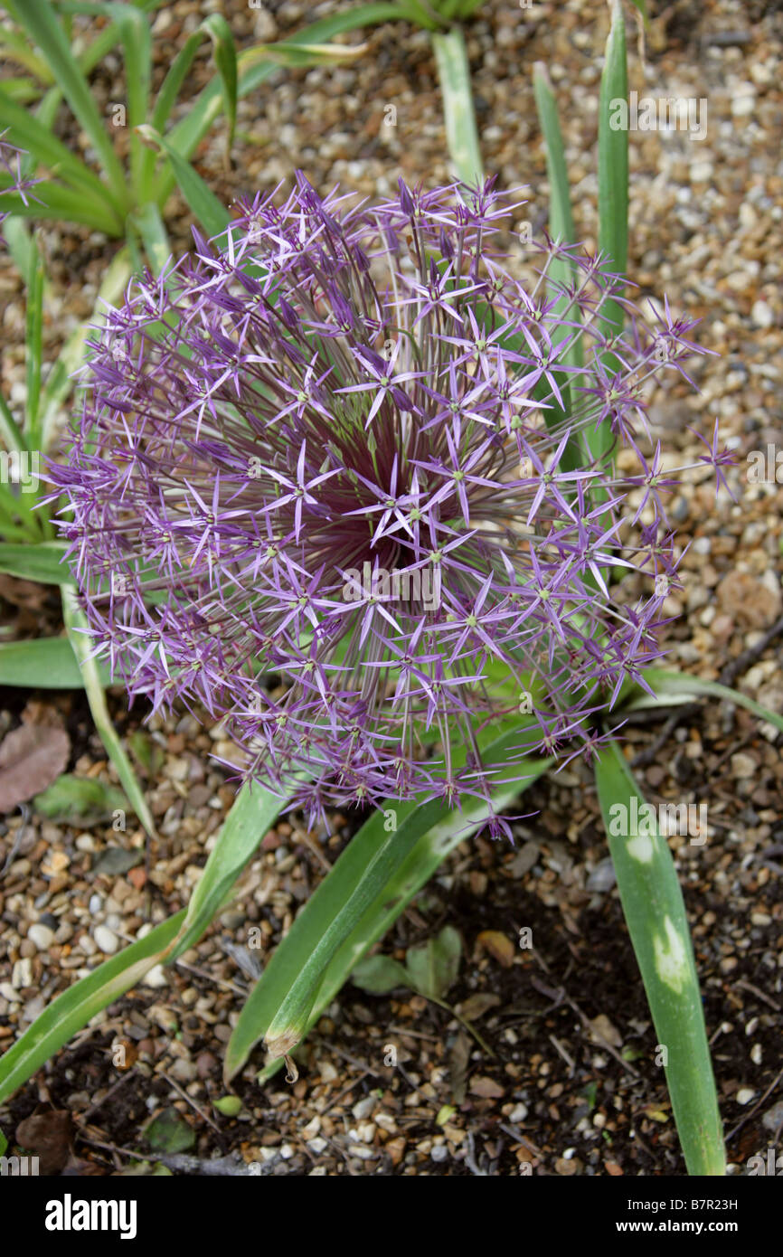 Ornamentale Zwiebel Blume, Allium Cristophii, Affodillgewächse Stockfoto