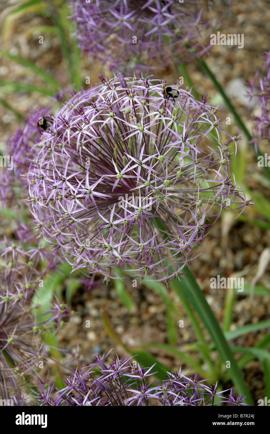 Ornamentale Zwiebel Blume, Allium Cristophii, Affodillgewächse Stockfoto