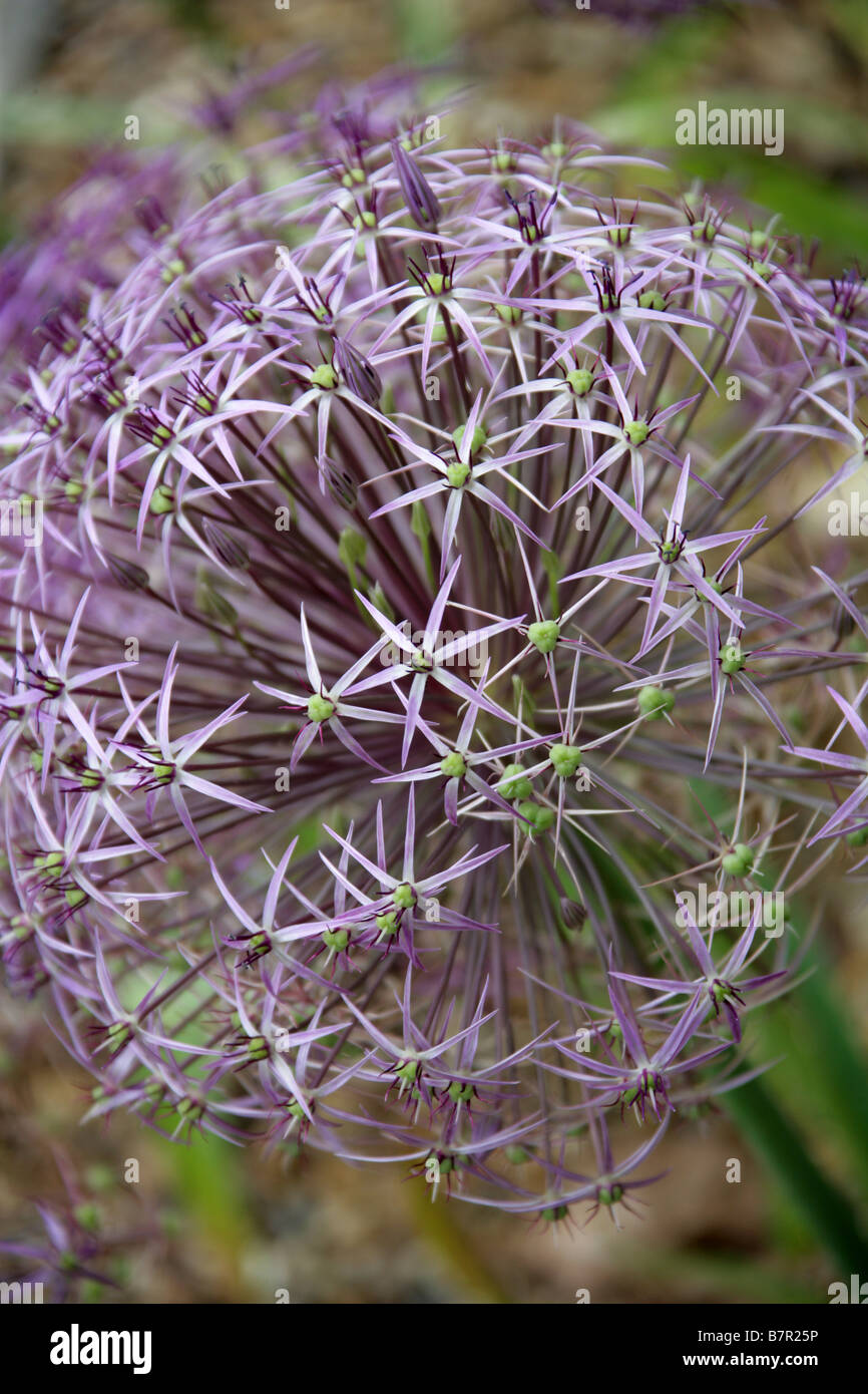 Ornamentale Zwiebel Blume, Allium Cristophii, Affodillgewächse Stockfoto
