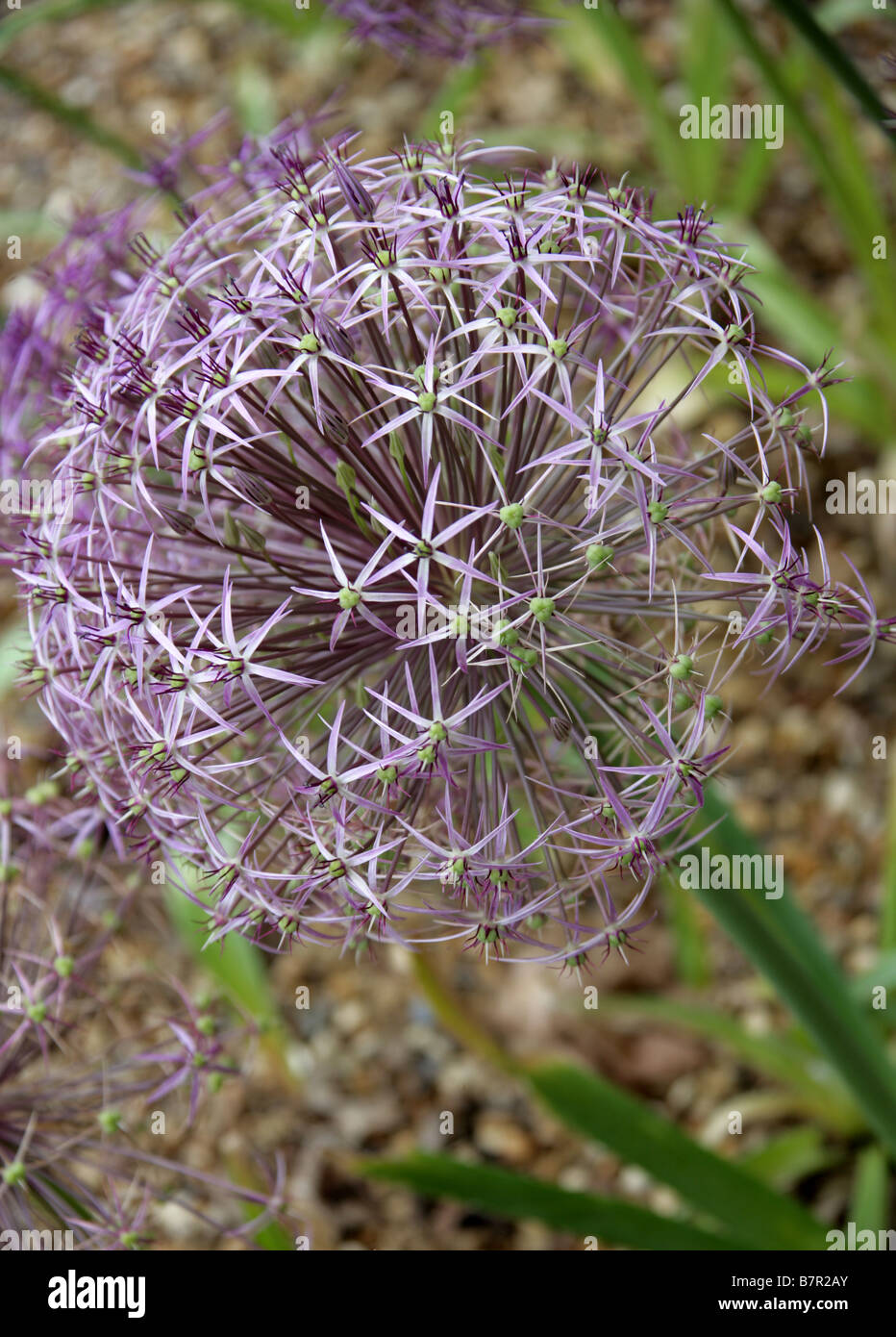 Ornamentale Zwiebel Blume, Allium Cristophii, Affodillgewächse Stockfoto