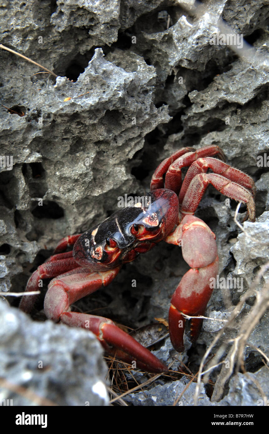 Eine rote Krabbe (Gecarcoidea Natalis) während der jährlichen Zucht Migration auf Christmas Island, Western Australia Stockfoto