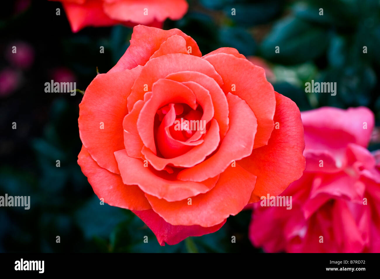 Rosen aus Portland Rose Garden Stockfoto