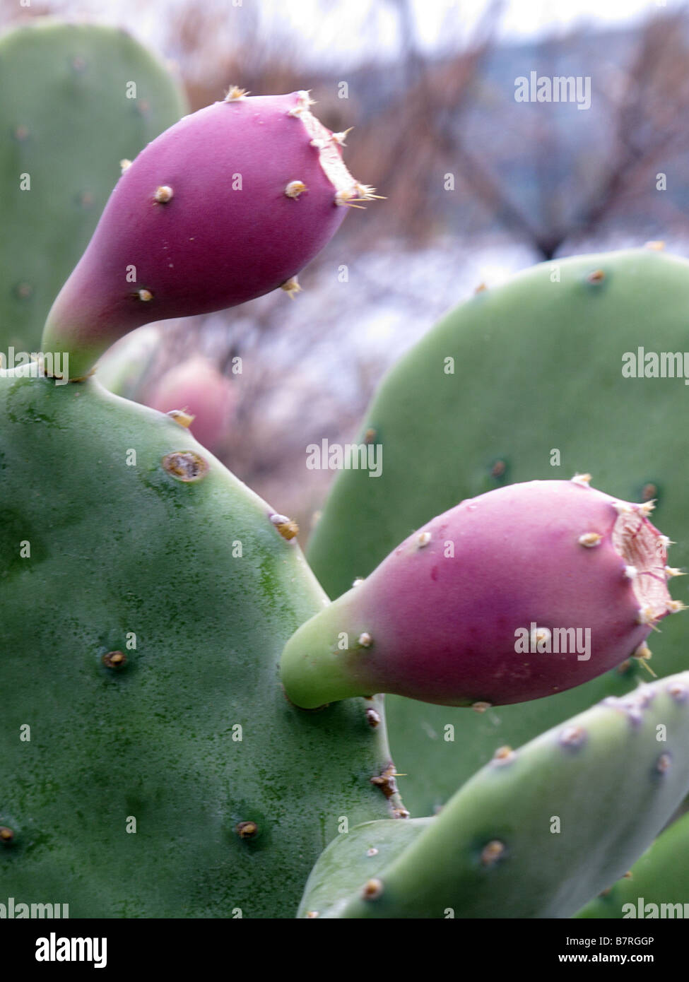 Essbaren Kaktusfeigen die Frucht des indischen Feigen Opuntia Paddel Kaktus Stockfoto