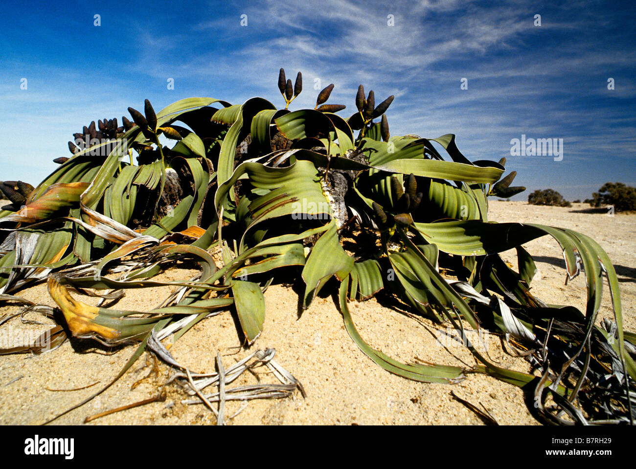 Welwitschia Mirabilis (weiblich) Stockfoto