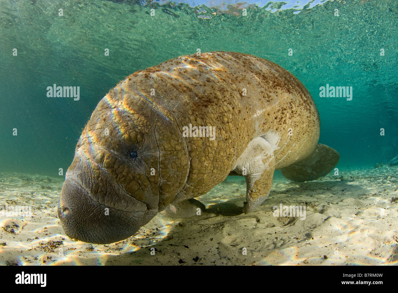 West Indian Manatee Trichechus Manatus Latirostris Florida Stockfoto