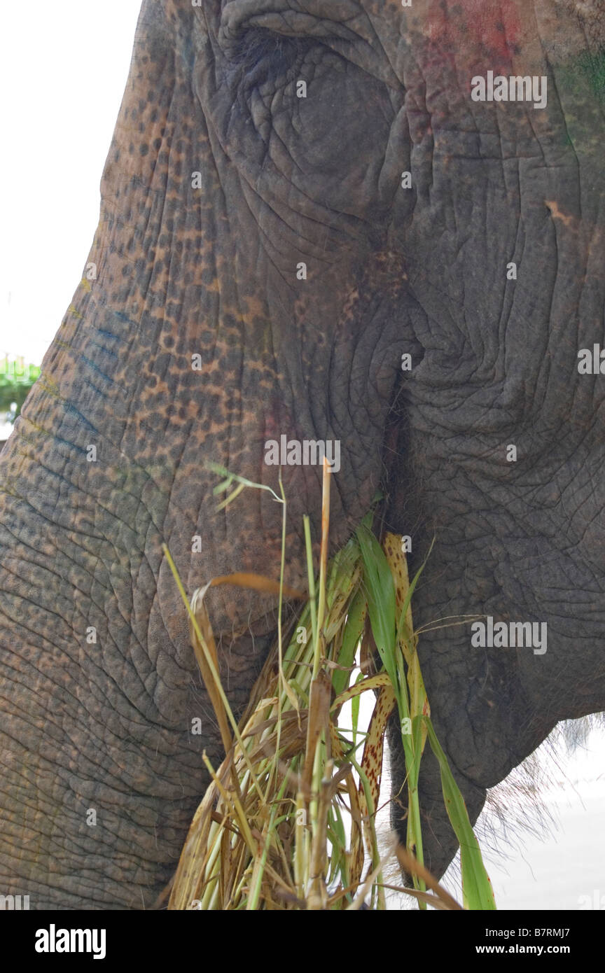 domestizierte asiatischen Elefanten füttern auf Rasen Stockfoto