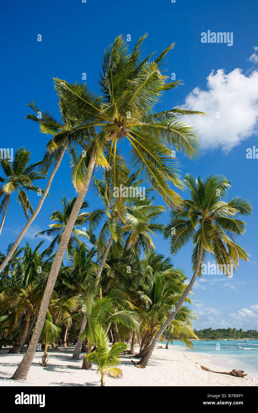 STRAND AUF ISLA SAONA PARQUE NATIONAL DEL ESTE DOMINIKANISCHE REPUBLIK KARIBIK Stockfoto